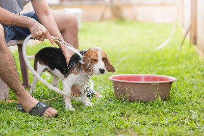 小猎犬和主人一起洗澡