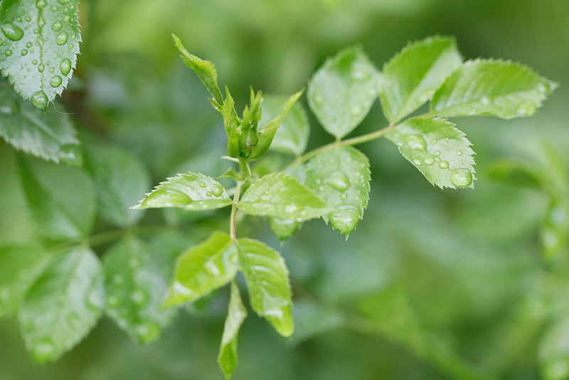 雨后植物美丽的叶子