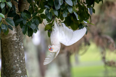 族Corella