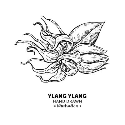 依兰依兰矢量图。孤立的我的复古插图