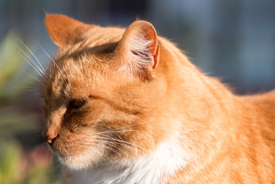 街猫