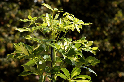 花盆里的Schefflera Arboricola