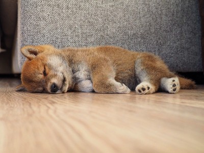 柴犬小狗看起来像一只小狐狸