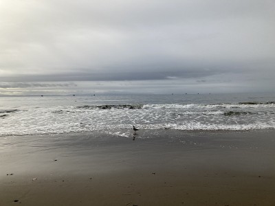 一只海鸟伫立在海边的海浪旁
