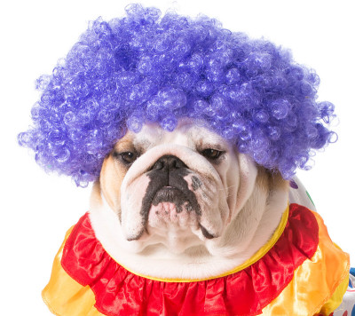 斗牛犬的小丑