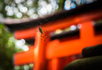 神圣的蜘蛛