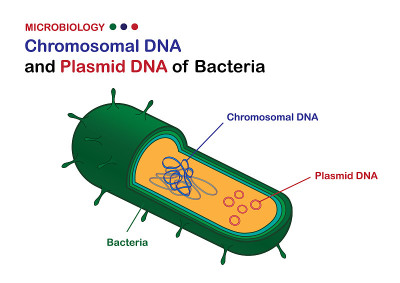 微生物学图解:细菌染色体DNA和质粒DNA的图解