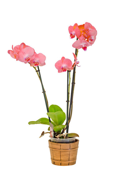粉红色的枝兰花，绿叶