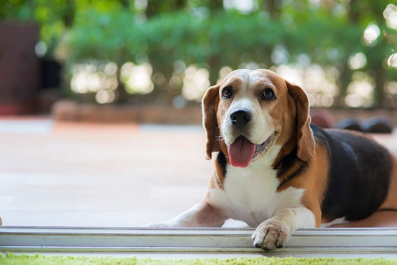 比格尔犬的眼神温柔而友好