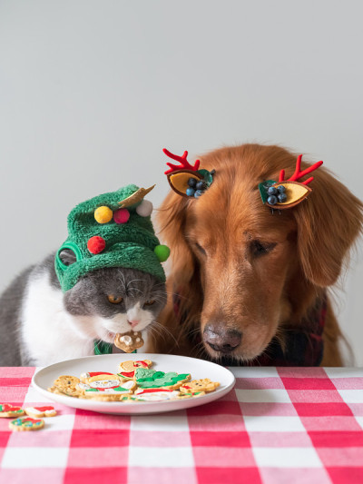 金毛寻回犬看着英国短毛猫吃饼干