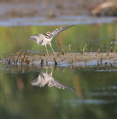 反射着陆的Killdeer