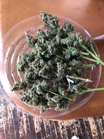 粉红库什