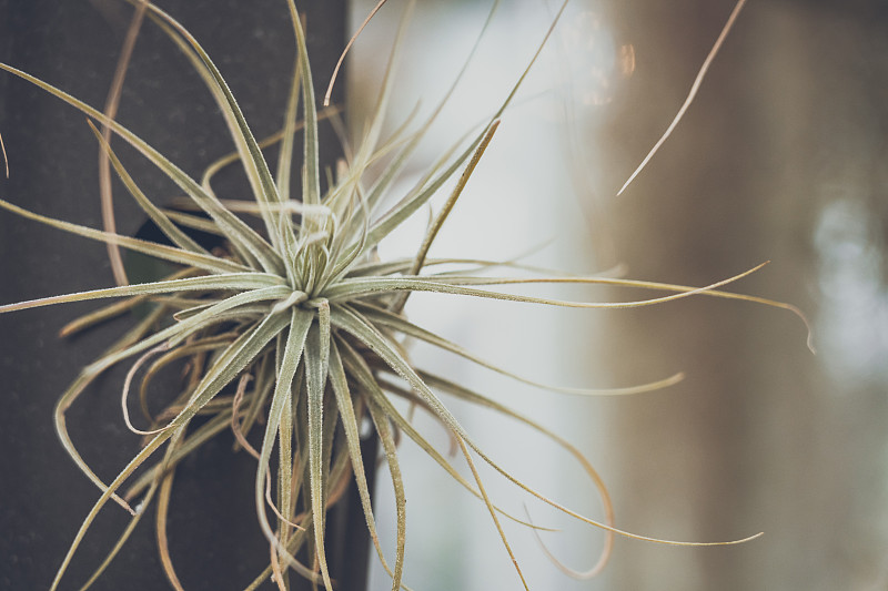 Tillandsia Ionantha的特写;复古风格。