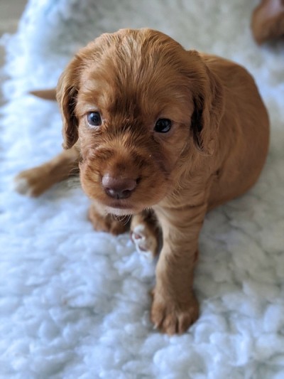 可卡犬小狗肖像