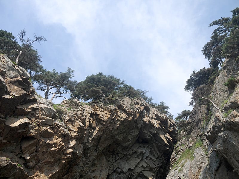 陡峭悬崖上罕见的赤松或日本红松