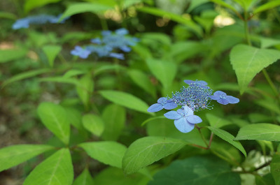 浅蓝色的绣球花