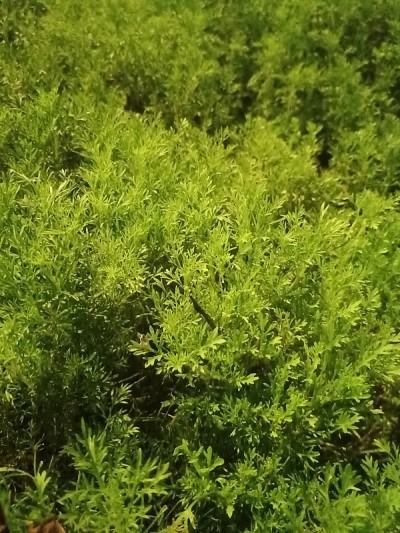 杂草