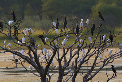 Catle egret