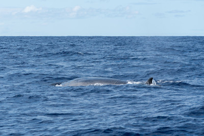 侧视图的Sei Whale (Balaenoptera borealis)和它的背鳍，因为它表面呼吸
