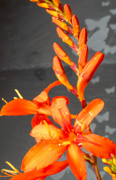 橙色crocosmia花