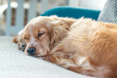 美丽可爱的金棕色可卡犬小狗