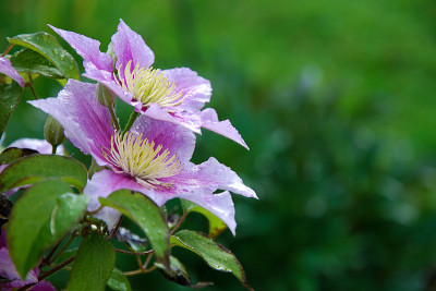 铁线莲紫色的花湿漉漉的夏雨