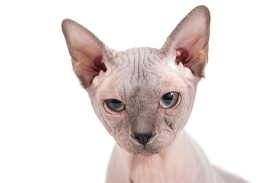 Sphynx猫