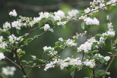 女贞花植物
