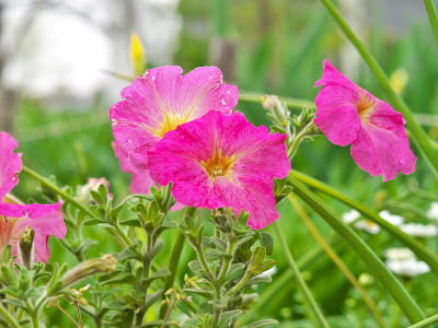 花