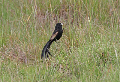 杰克逊Widowbird