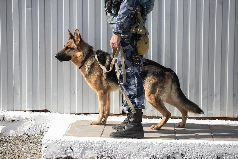 棕色警犬德国牧羊犬与武装警察值班