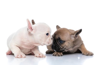 白色法国斗牛犬亲吻他的小鹿朋友