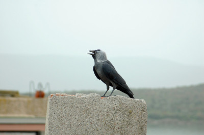 寒鸦