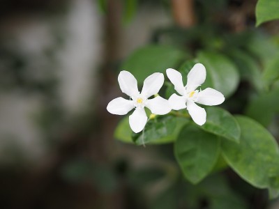 白花橙色茉莉盛开在花园空间为白色文字