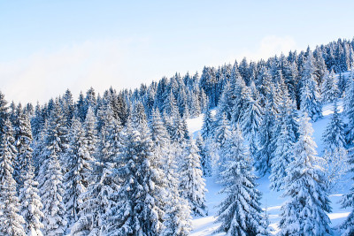 滑雪胜地斜坡的空中全景图，雪树