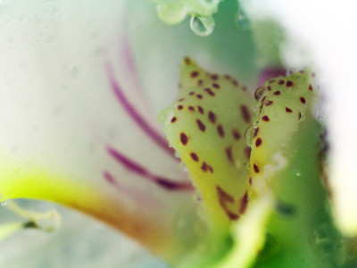 极端宏观:兰花花上的水滴