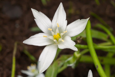 伯利恒的花园星或草百合