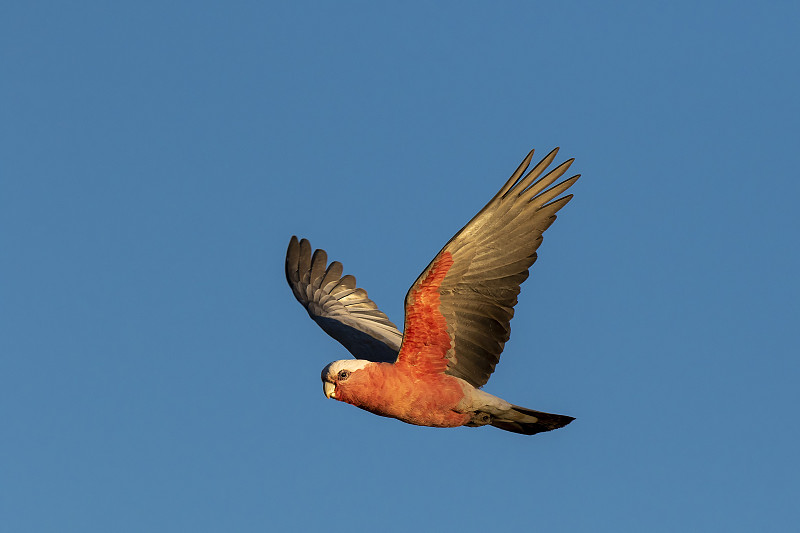 Galah在飞行中(Eolophus roseicapilla)种族'白色'。又名粉灰凤头鹦鹉