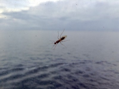 Bug小腿