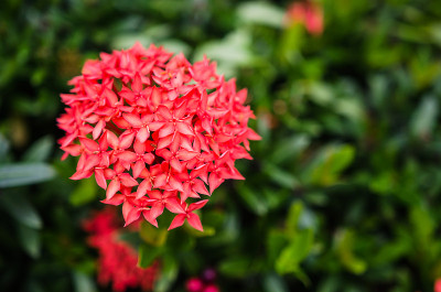 早晨红花盛开
