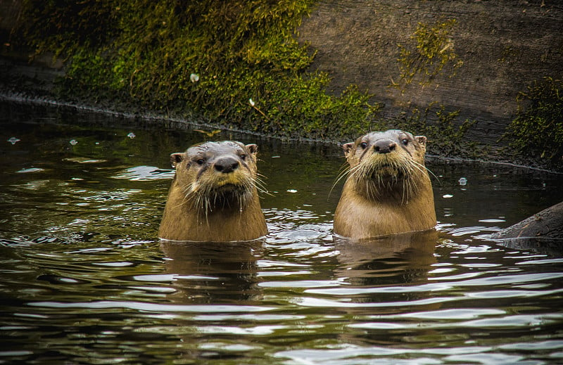 河水獭