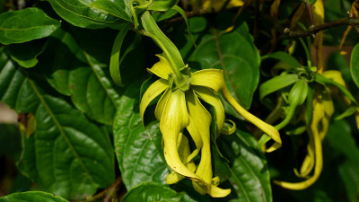 衣兰odorata