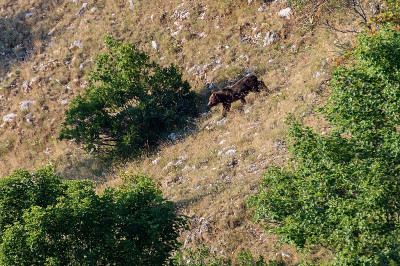 - arctos marsicanus - Abruzzo，意大利
