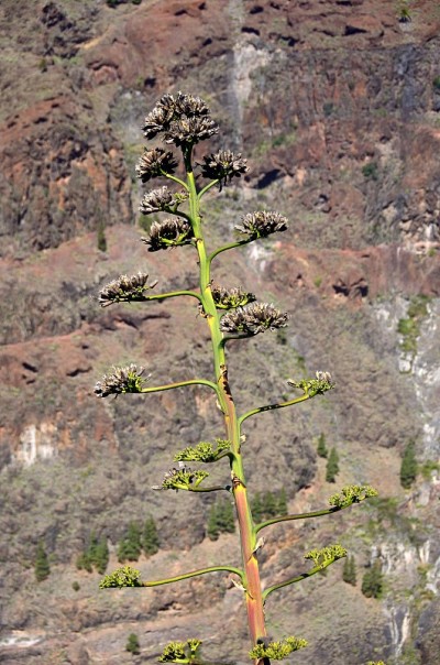 拉戈梅拉格兰雷伊山谷的植物群和仙人掌