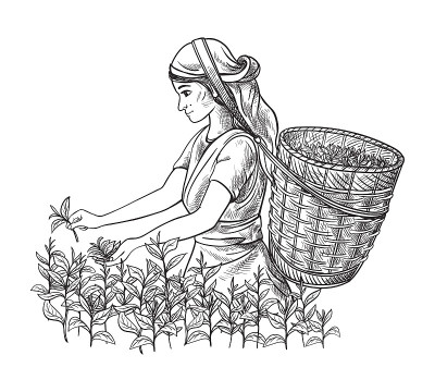 穿着传统服装的妇女收集茶叶