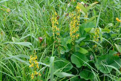 大洋洲沼泽的高山植物(学名:Ligularia fischeri)