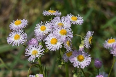 费城飞蓬花