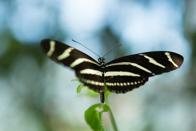 斑马longwing