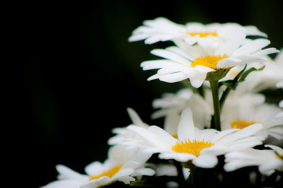 Margerite二世