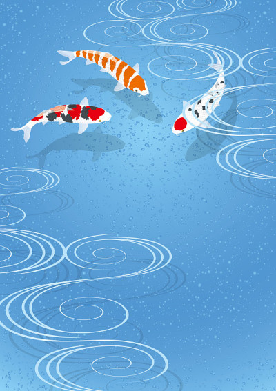colored carp.Nishikigoi.